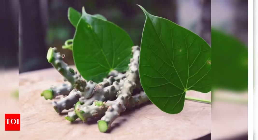 Hepatologist warns: Giloy may be the most dangerous Ayurvedic herb for your liver; signs, risks, and who should avoid it