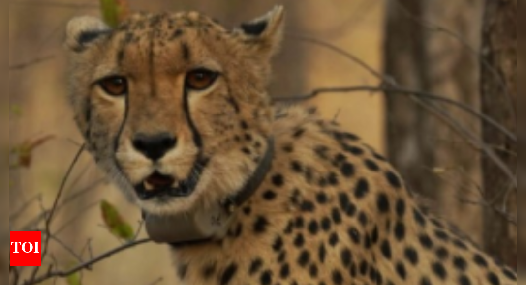 <div>Historic milestone for India-born cheetah at Kuno: 'Mukhi' becomes adult on Monday- why it matters</div>