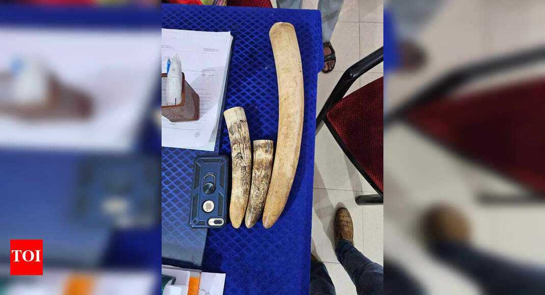 4 held for smuggling ivory, 3 tusks recovered