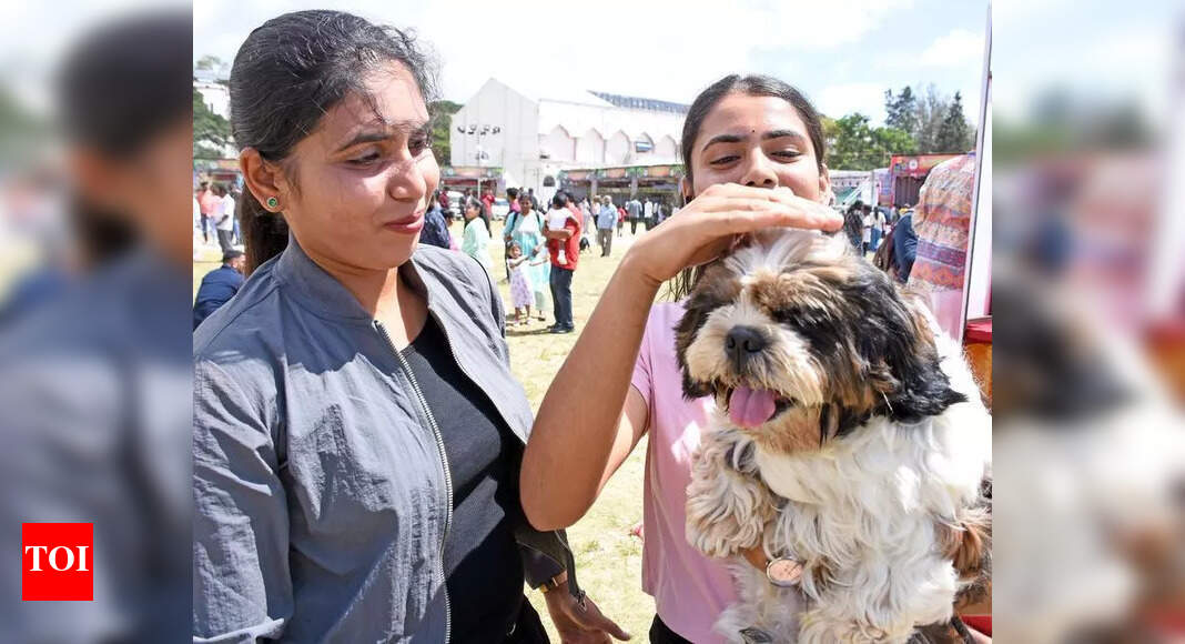 Massive crowd throngs Dasara pet show in Mys | Mysuru News - The Times of India