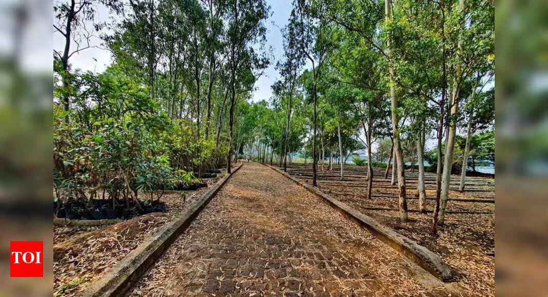 Fewer tree falling incidents in Pune between April & Sept in 2025 than ...
