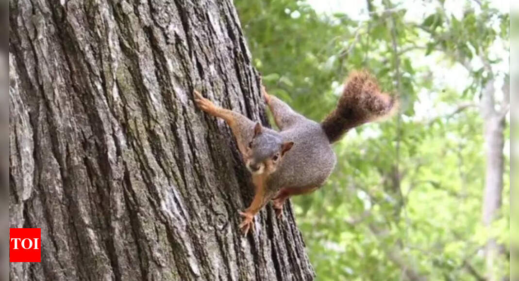 “Squirrel Beware!”: San Francisco Bay Area residents attacked by aggressive squirrel leaving residents in blood and chaos; tips to stay safe