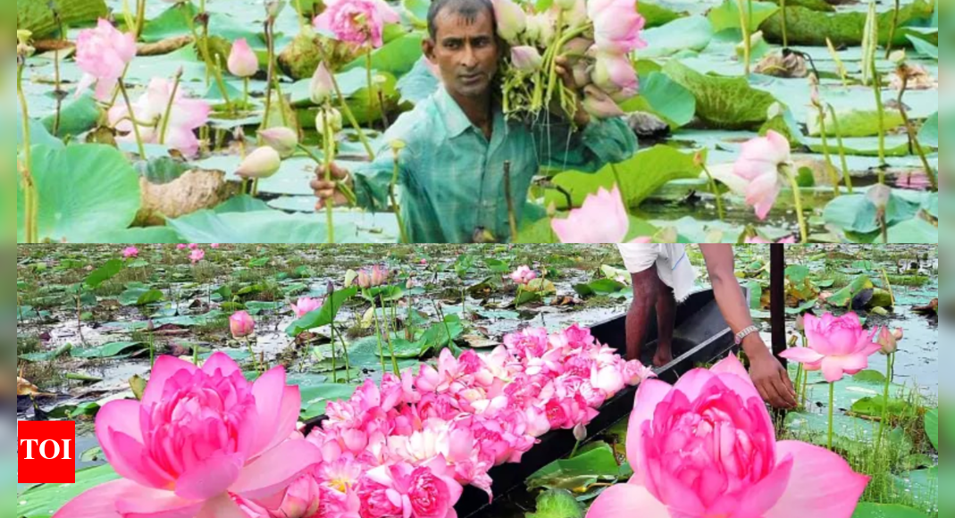 Abundant lotus harvest in south Bengal eases Durga Puja supply concerns