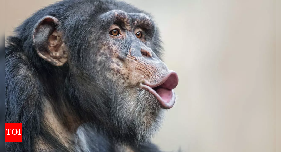 Chimps regularly consume alcohol, study finds