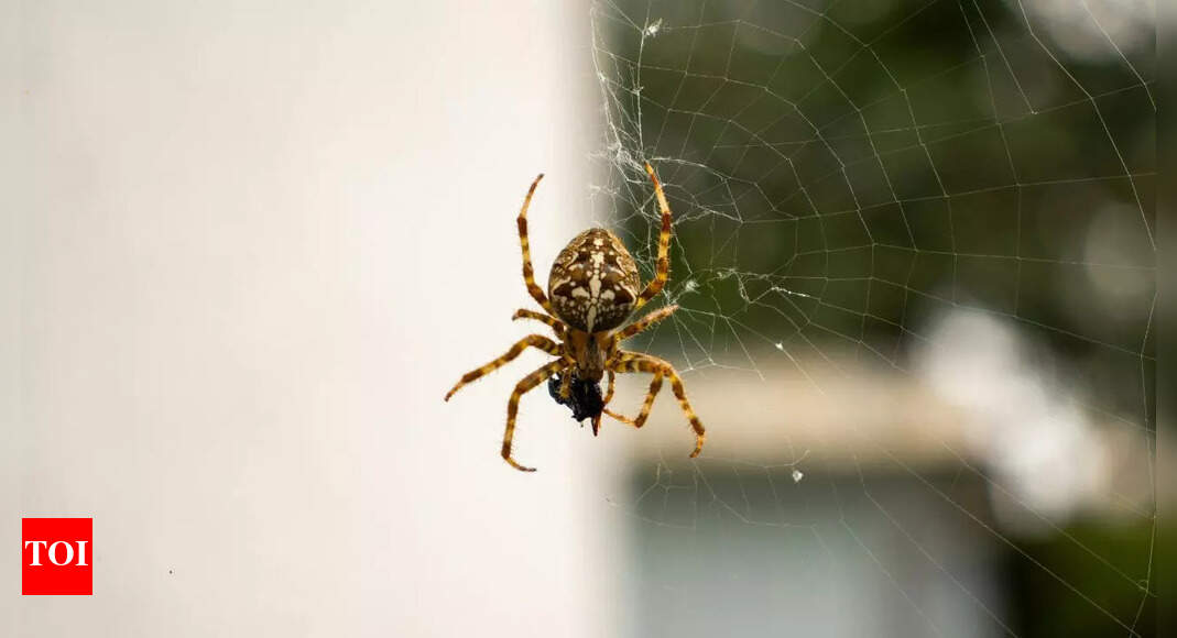 7 common spiders you might spot in your home
