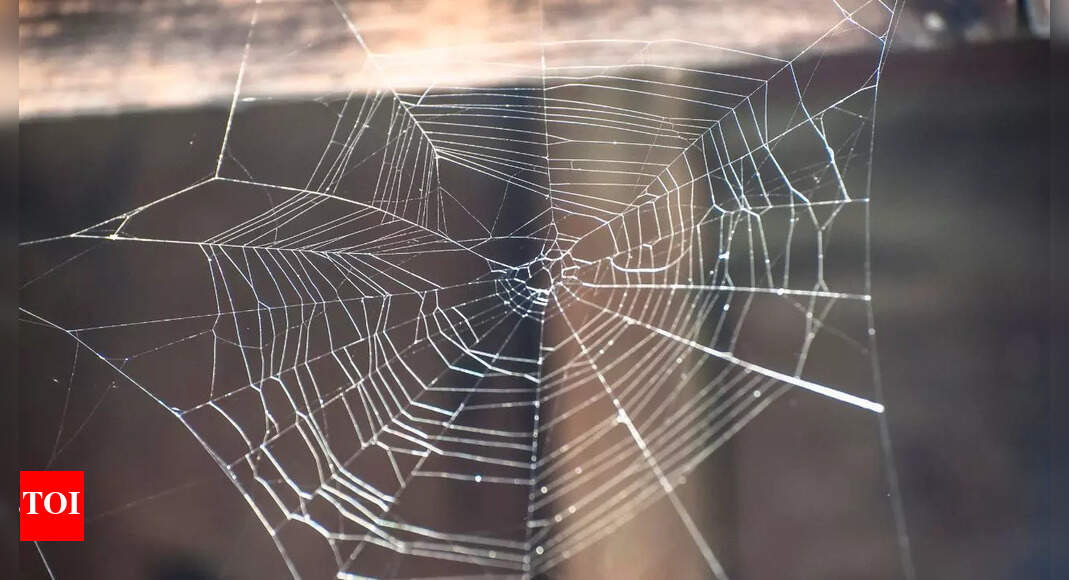 Why is your home full of cobwebs: Understanding cobwebs and their meaning