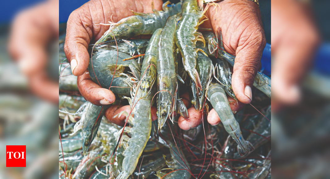 Can Crop Insurance Save India’s Shrimp Farmers from Climate and Disease Risks?