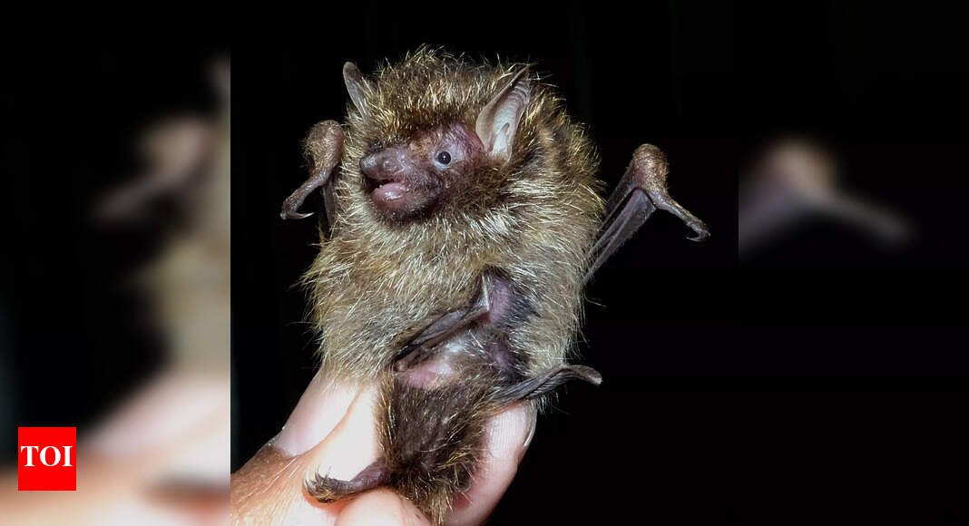 Golden-haired tube-nosed bat discovered in Mizoram village