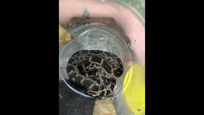 Indian rock python bites man in Navi Mumbai, later released in forest