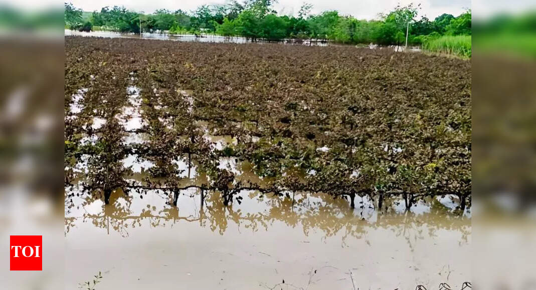 Battered by rain this year, Solapur farmers struggle to stay afloat