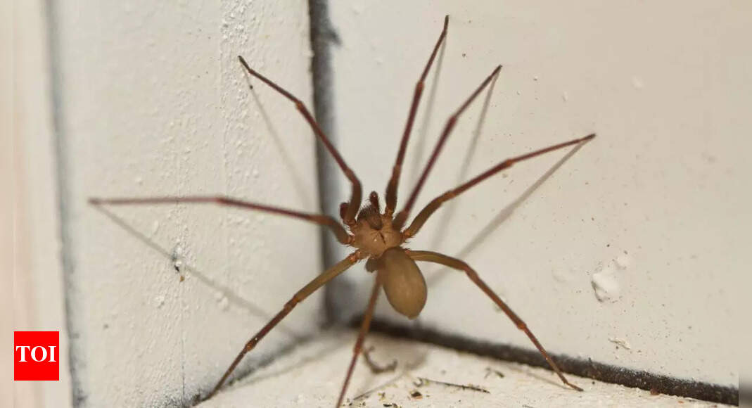8 reasons why you are spotting too many spiders in your home lately