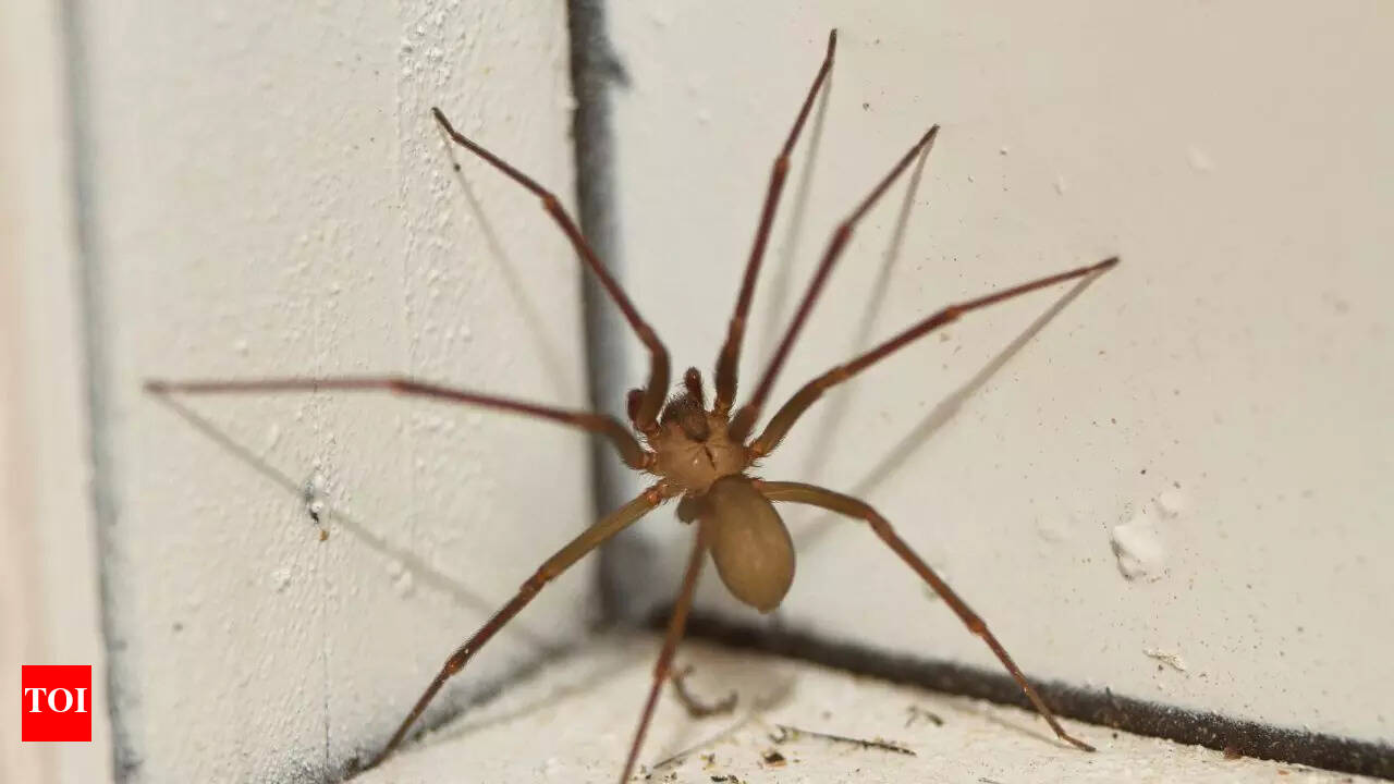 8 reasons why you are spotting too many spiders in your home lately | - The  Times of India