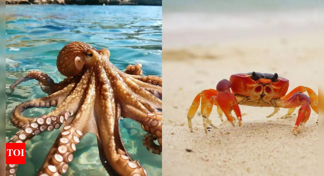 Octopus vs crab: Who would win in predator-prey battles