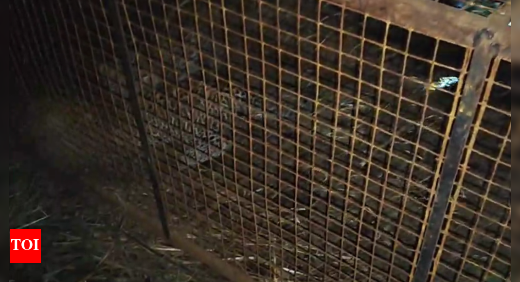 Madhya Pradesh: Leopard cubs rescued after 7 day search; sent for reunion with mother