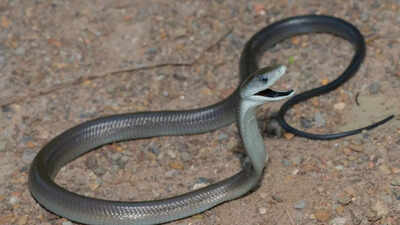 The deadly secret of black mamba venom: How Africa’s most dangerous snake beats antivenom and kills fast
