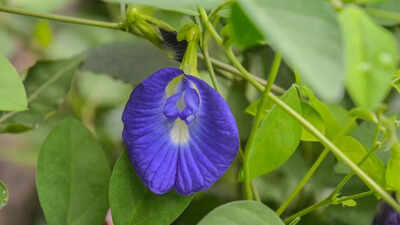 Aparajita: The butterfly pea flower known for boosting memory, reducing stress, and supporting overall wellness