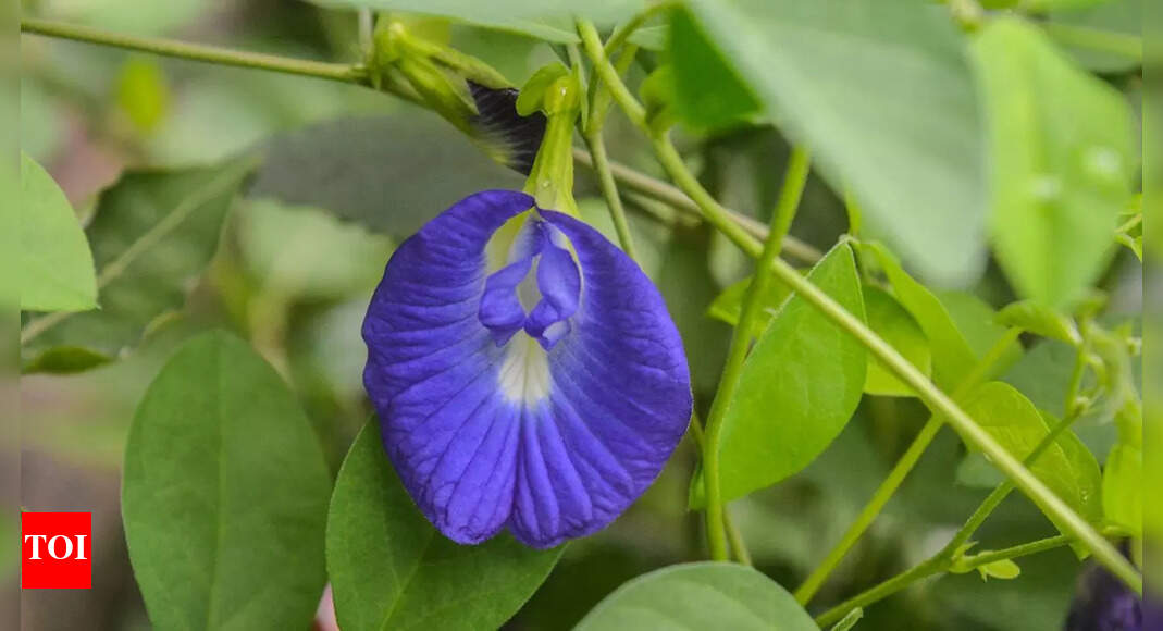 Aparajita: The butterfly pea flower known for boosting memory, reducing stress, and supporting overall wellness