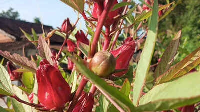 Roselle gardening at home: Tips for healthy plants and harvest