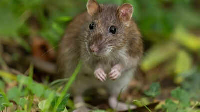 Chemical-free rat repellents: How onion, chili, lemon, and natural ingredients can save your home