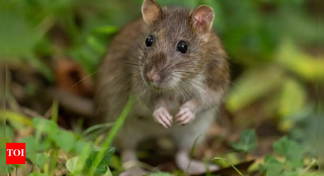 Chemical-free rat repellents: How onion, chili, lemon, and natural ingredients can save your home
