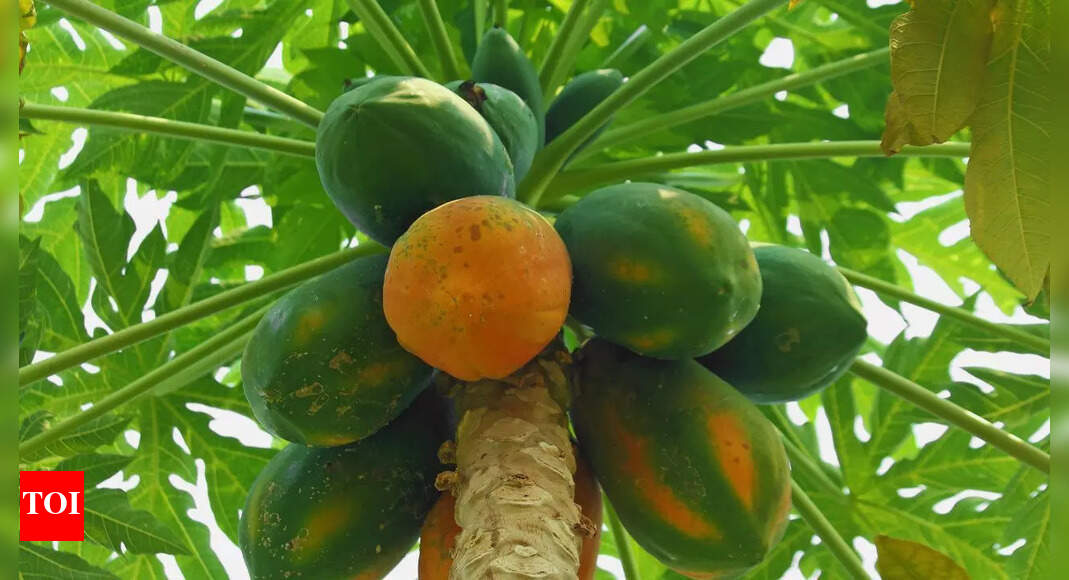 Tips for papaya tree placement at home to avoid financial and health issues