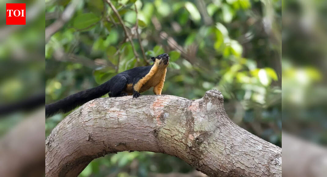 6 hidden wildlife sanctuaries in Arunachal Pradesh for nature lovers