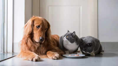 Feeding raw meat to your pets? Know the deadly risks it could pose to everyone in your house