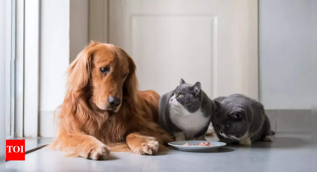 Feeding raw meat to your pets? Know the deadly risks it could pose to everyone in your house