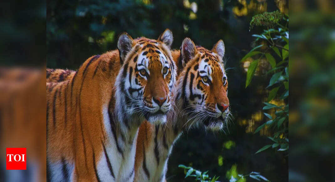 From tigers to orangutans: 8 exotic orange-coloured animals found on Earth