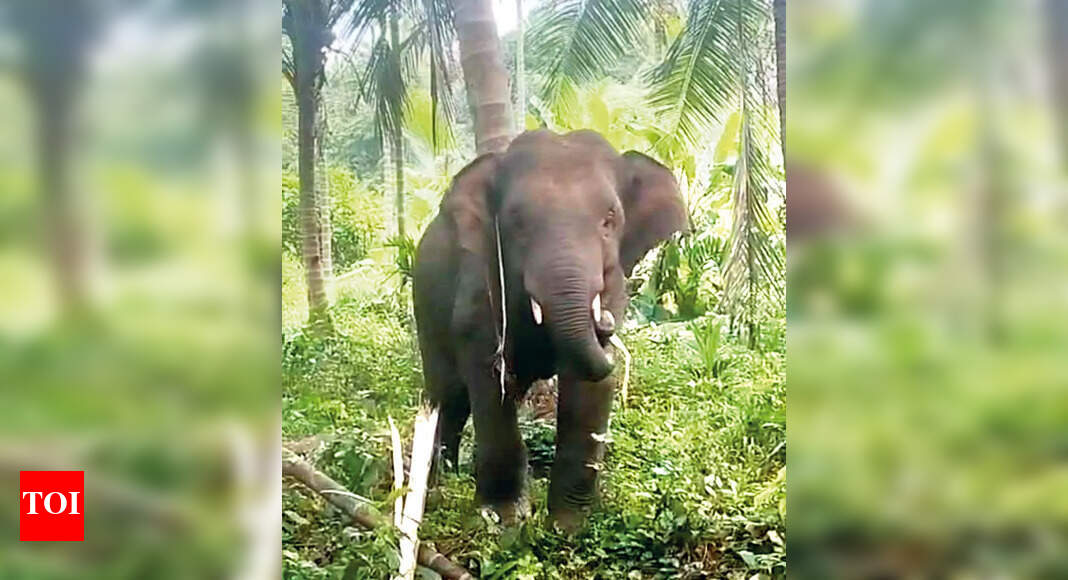 Three States, One Mission: An Elephant Waits For Its Rescue