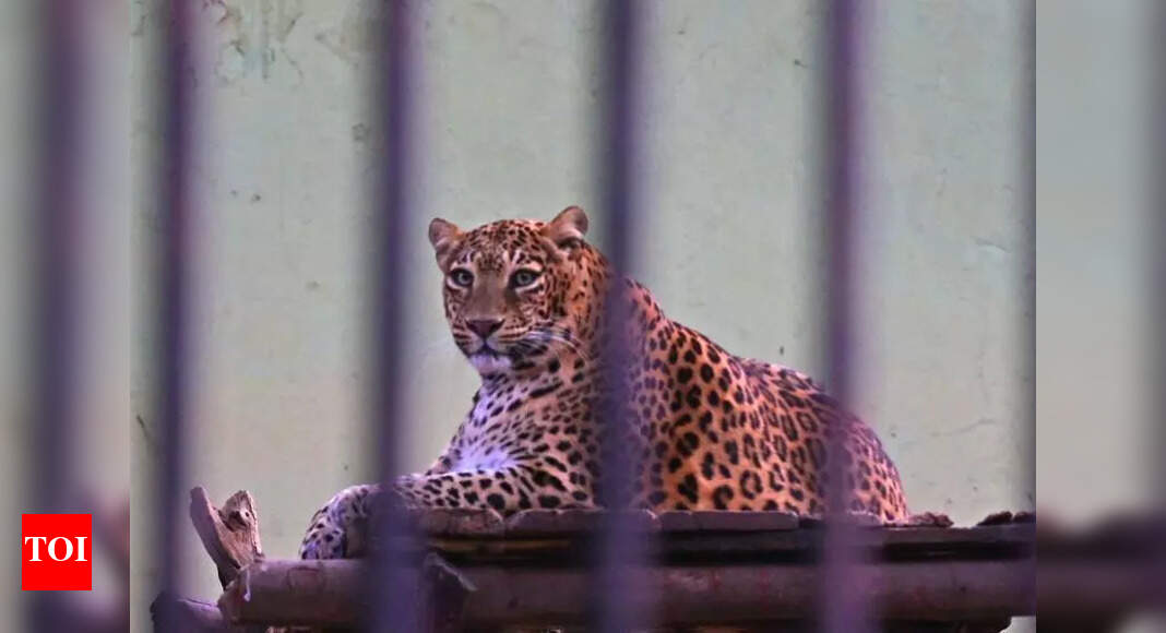 Leopard rescued after 5hr operation in Nashik | Nashik News - The Times ...