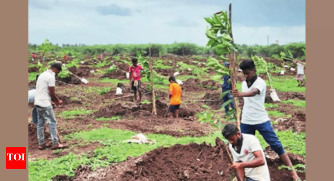 How dry Vijayapura wooed rain with 1.5 crore trees