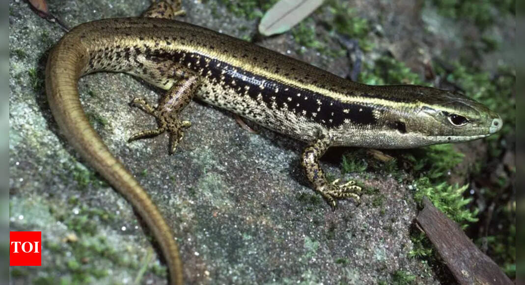 Australian skinks’ venom resistance reveals genetic secrets that could lead to life-saving snakebite treatments: Study