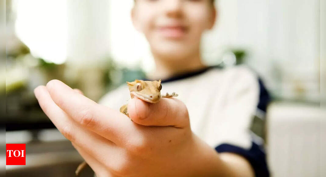 Why wall lizards in cities are friendlier: Know what the study says