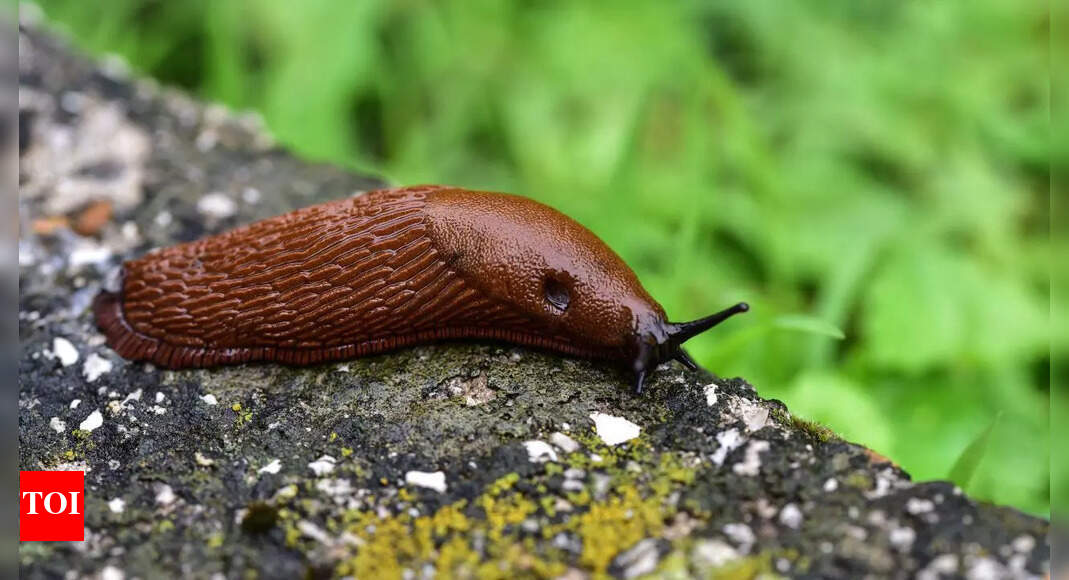 8 ways to keep slugs out of your home garden using natural solutions | – The Times of India