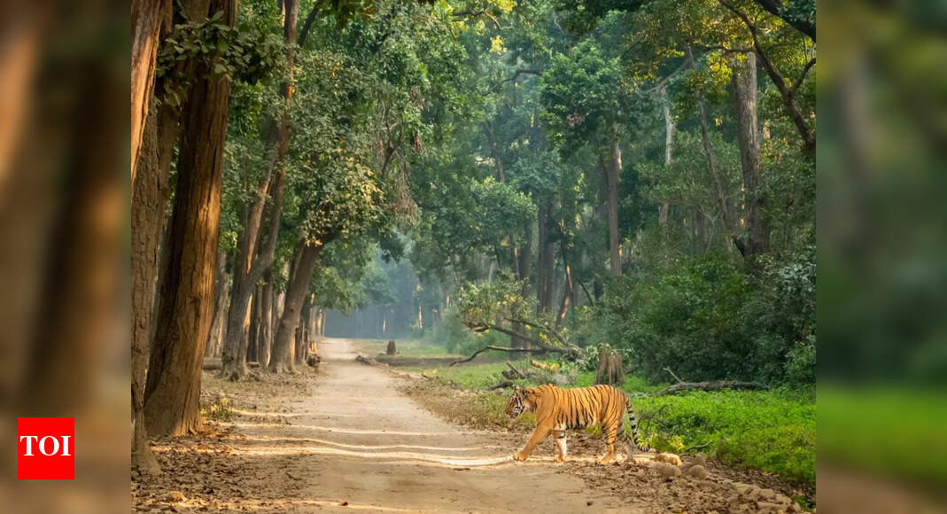 Which Indian state rules the jungle with the highest number of national parks?