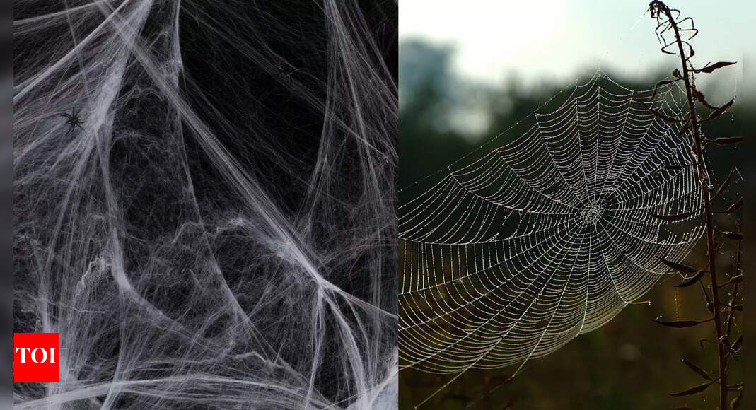 Spider web vs cobweb: How to tell which one you’re looking at