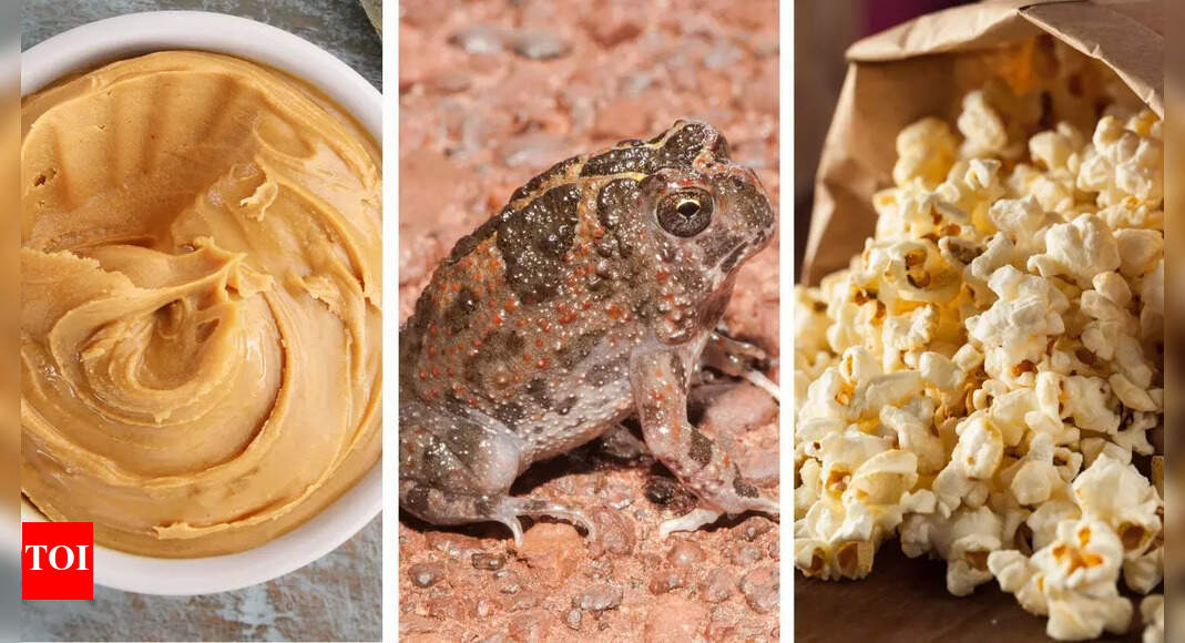 From peanut butter to popcorn: 6 animals that smell like your favourite snacks