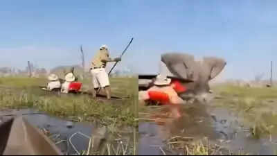 Viral: Elefante ataca a turistas, mantiene a una mujer bajo el agua para proteger sus terneros, reaccionan los internautas