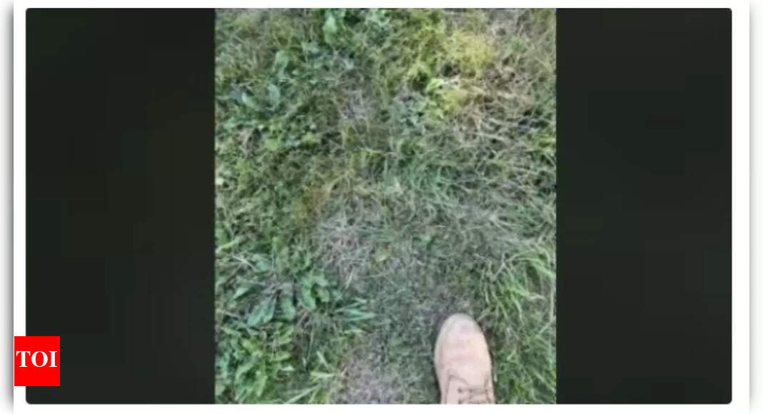 Optical Illusion: Think you have sharp eyesight? Spot the hidden frog amidst the grass in 10 seconds! | – The Times of India