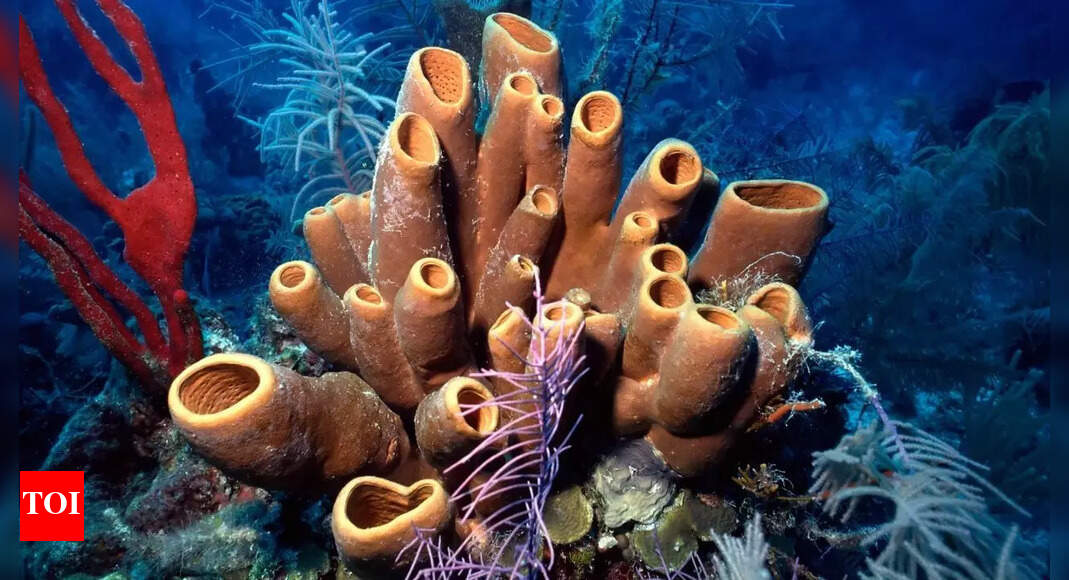 Ancient sea sponges in 541-million-year-old fossils could be Earth’s first animals even before dinosaurs