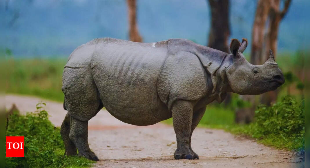 These Indian states have rare wildlife species as state birds and animals