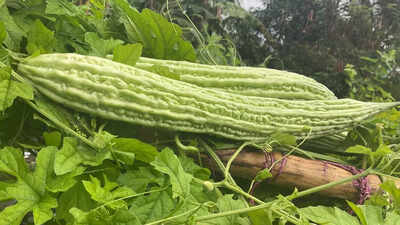 Health benefits of karela leaves: A nutrient-dense food for blood sugar, liver, and immunity