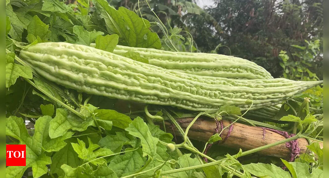 Health benefits of karela leaves: A nutrient-dense food for blood sugar, liver, and immunity