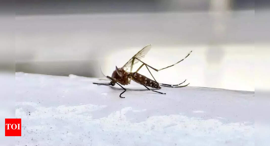 Mumbai sees sharp surge in dengue cases in Sept, finds BMC data ...