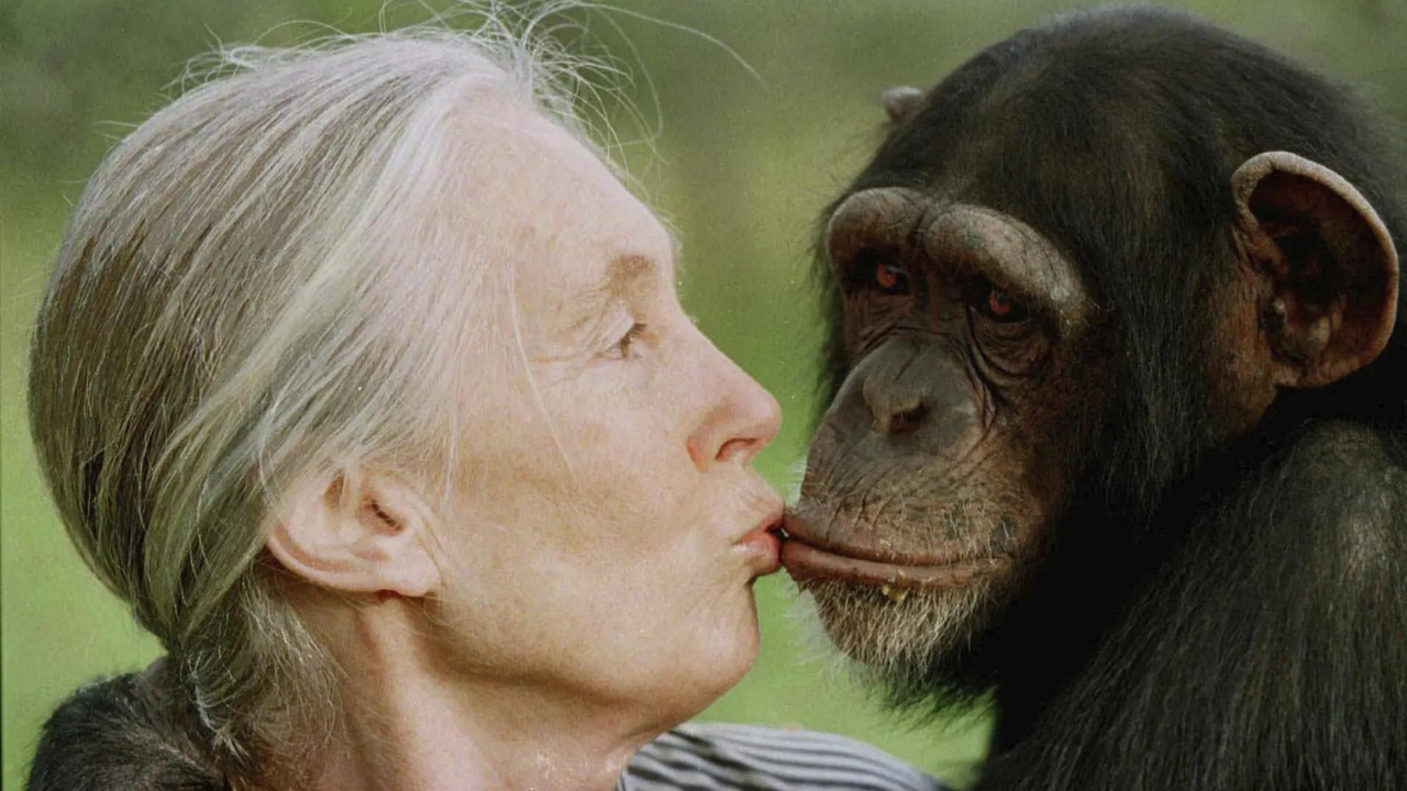 The 'chimpanzee whisperer': British primatologist dies at 91 - Who was Jane  Goodall? | World News - The Times of India