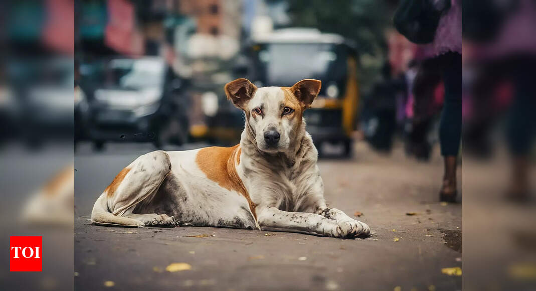 Mumbai: Dog boards local train to escape firecracker; rescued after 17 days