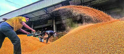 Govt hikes MSP for six rabi crops: Wheat to see most gain; mustard to see 93% rise