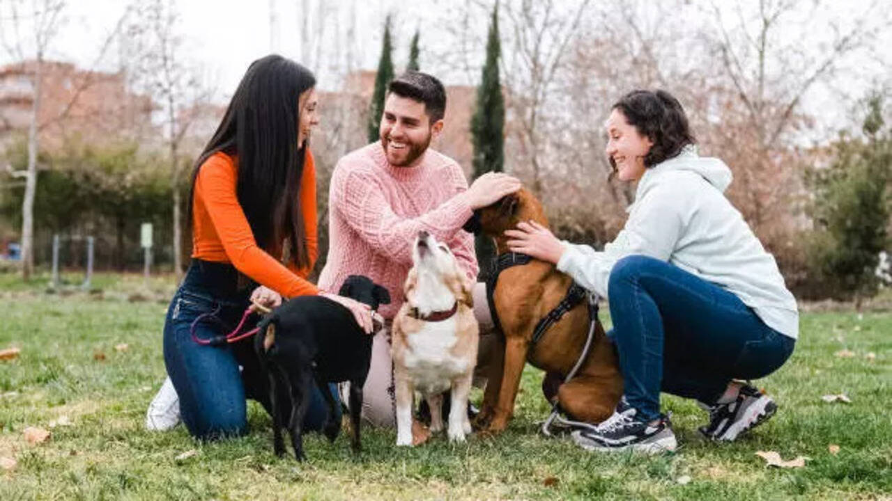 View of How to Stop Your Dog from Excessive Barking Without Stress