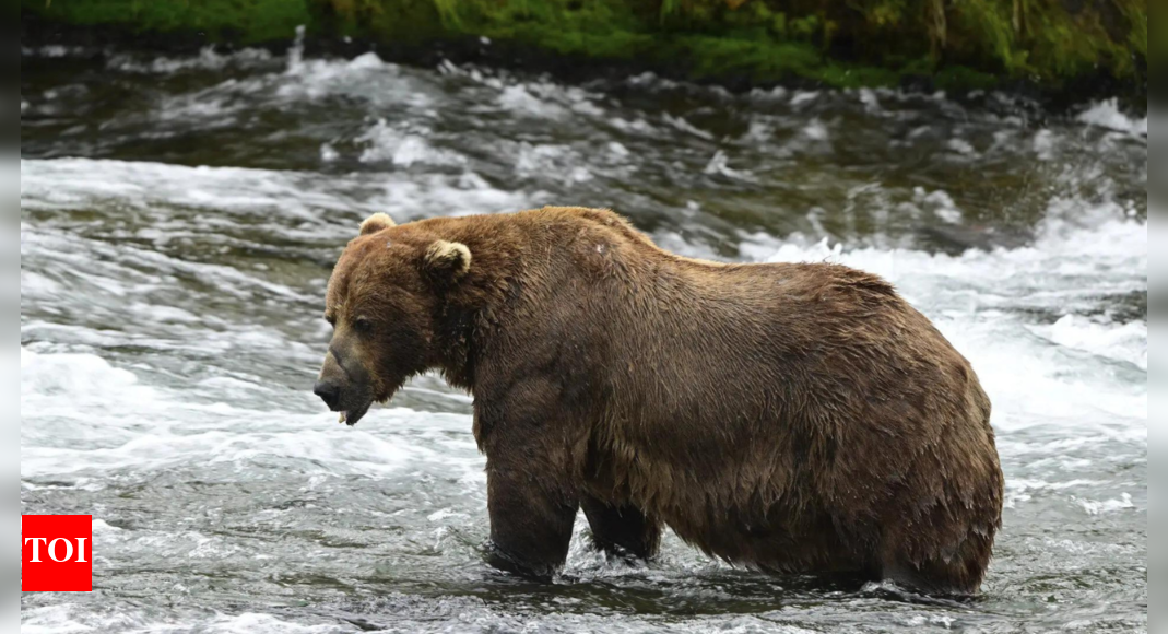 ‘Fatness and success’: Chunk the brown bear wins Fat Bear Week 2025; overcame broken jaw